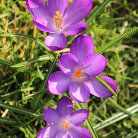 Ciste Avec Terrasse A Apartmán