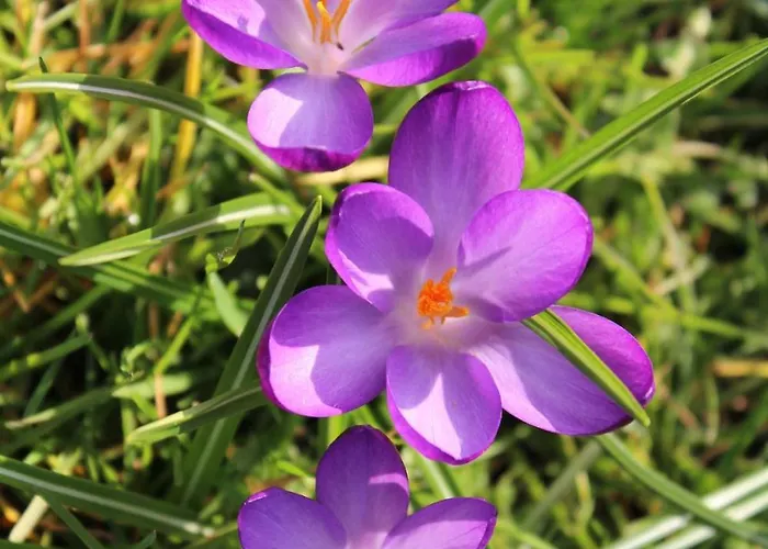 Ciste Avec Terrasse A Appartement